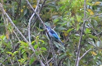 Azure-rumped Tanager - ML285290611