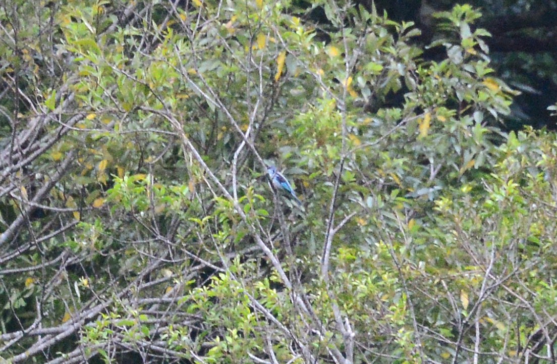 Azure-rumped Tanager - ML285290621