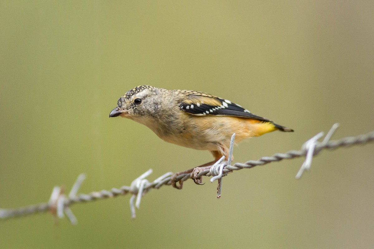 Spotted Pardalote - Ged Tranter