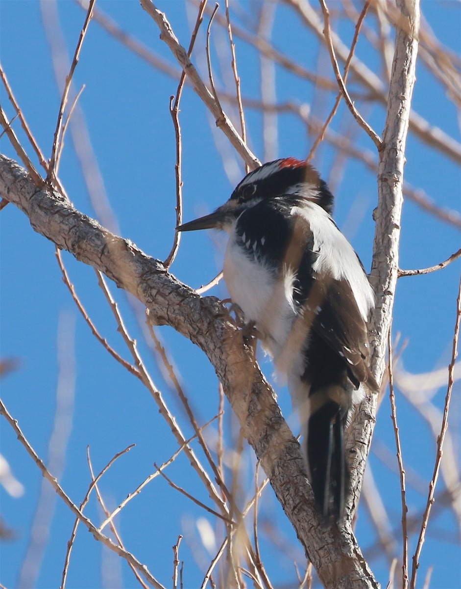 Hairy Woodpecker (Rocky Mts.) - David Stejskal