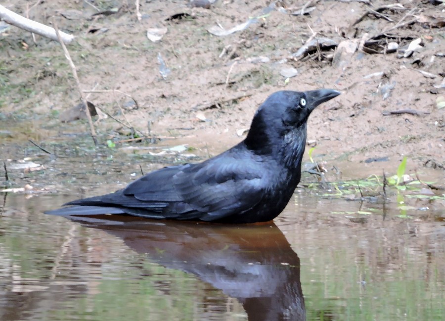 Australian Raven - Mark Ley