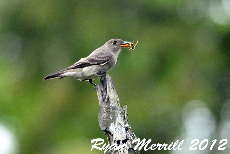 Olive-sided Flycatcher - Ryan Merrill