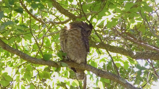 Great Horned Owl - ML285297741