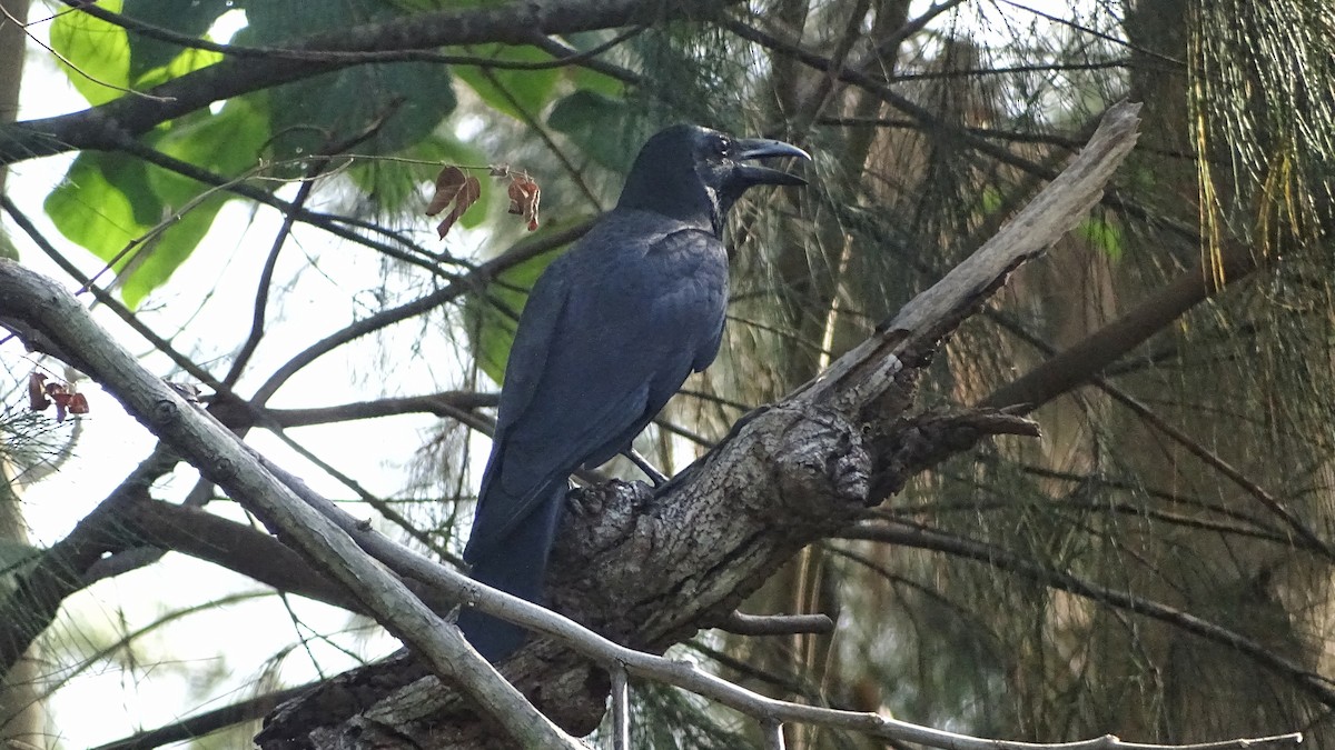 Large-billed Crow - ML285298861