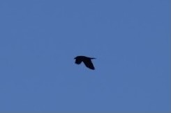 Common Raven - Luke Pheneger