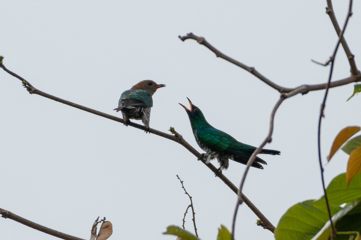 Asian Emerald Cuckoo - Jeremy Yawney