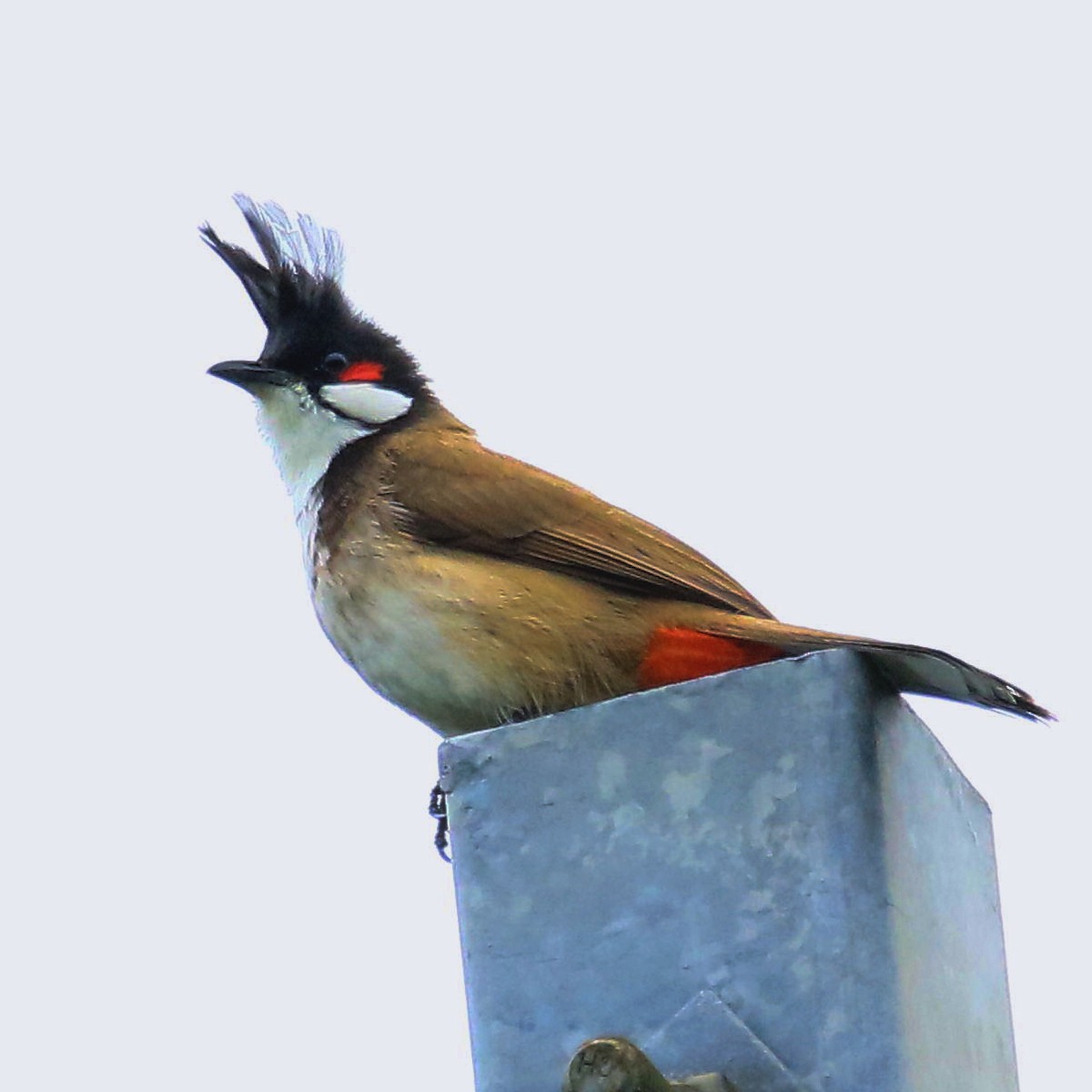 Red-whiskered Bulbul - poshien chien