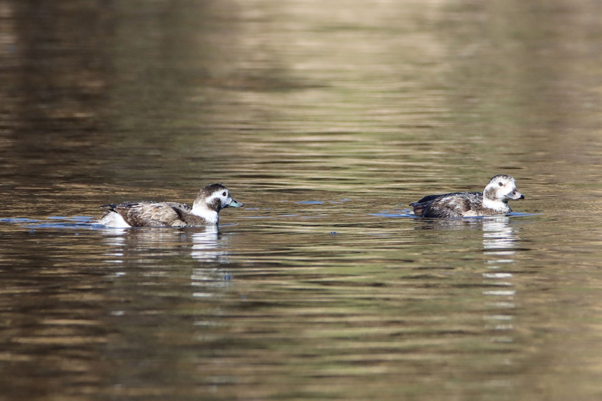 Long-tailed Duck - ML285304461