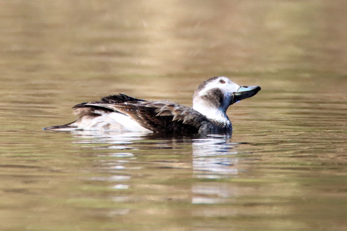 Long-tailed Duck - ML285304781
