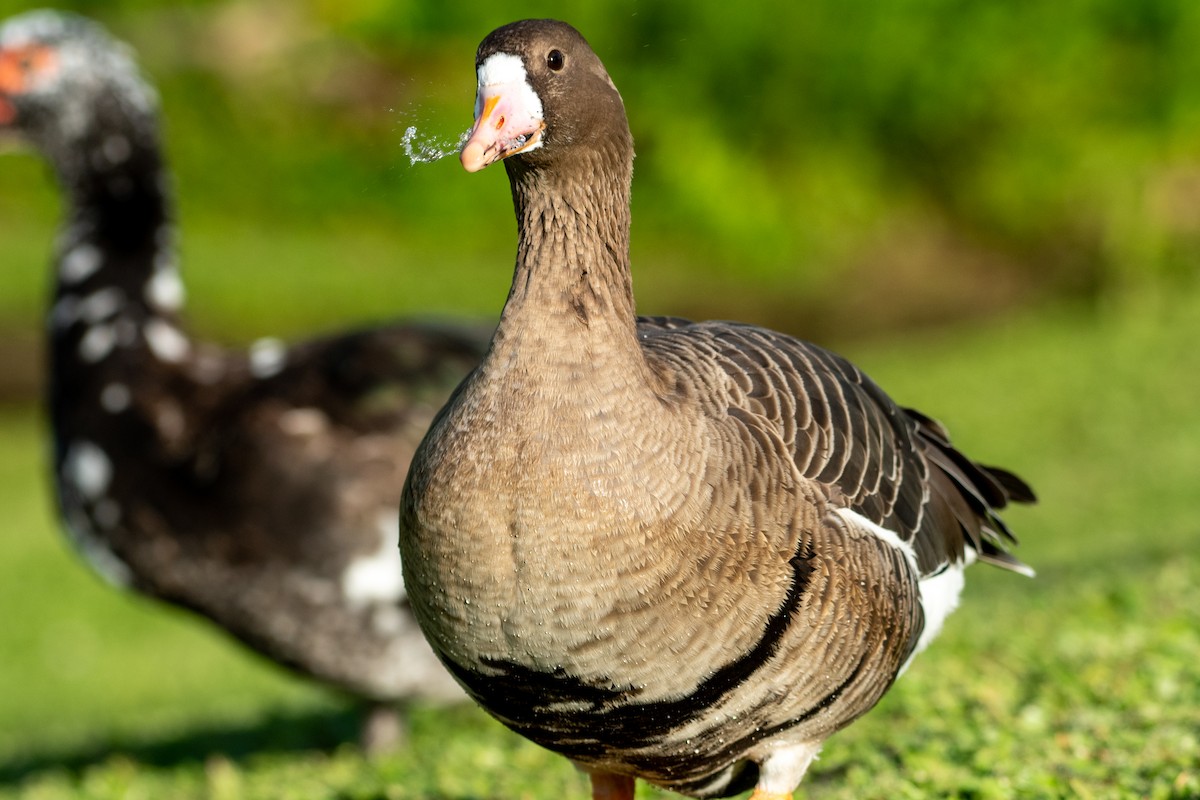 Greater White-fronted Goose - ML285310681