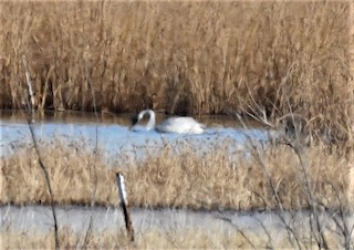 Tundra Swan, ML285310801