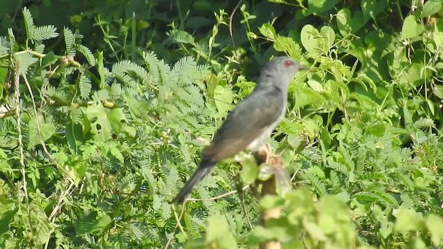 Gray-bellied Cuckoo - ML285316241