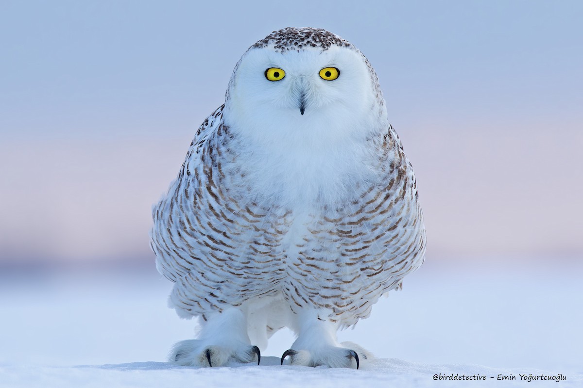 Snowy Owl - Emin Yogurtcuoglu