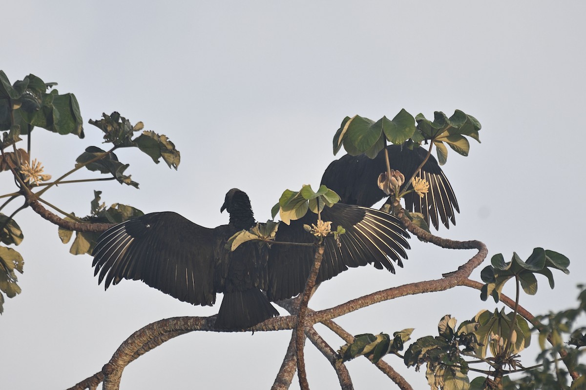 Black Vulture - ML285324441