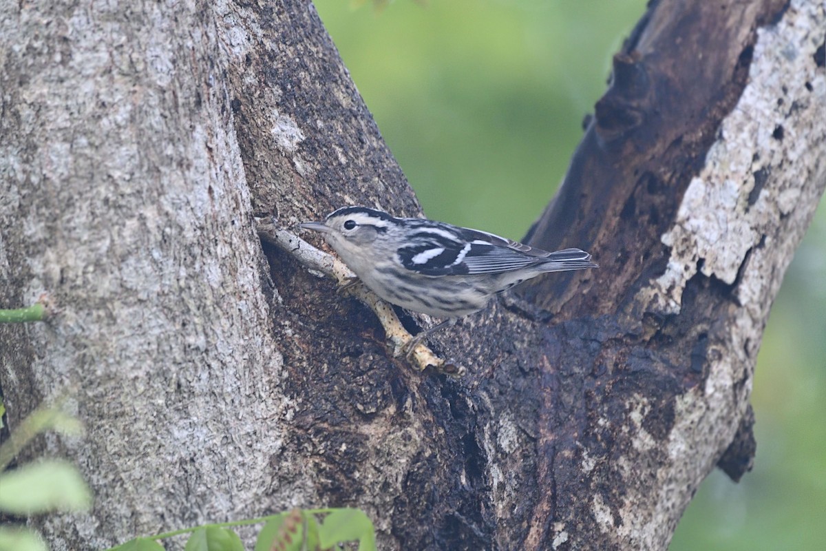 Black-and-white Warbler - ML285324511
