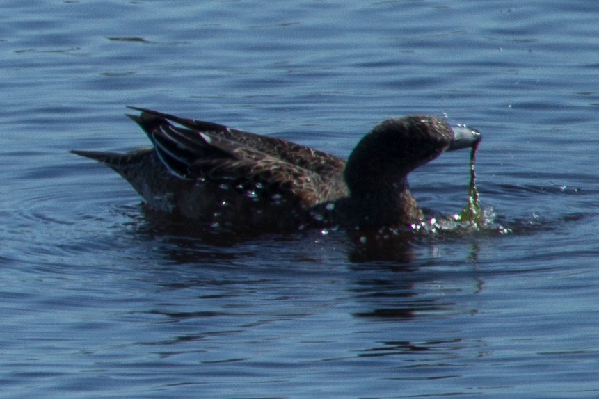 Blue-winged Teal - ML285329341