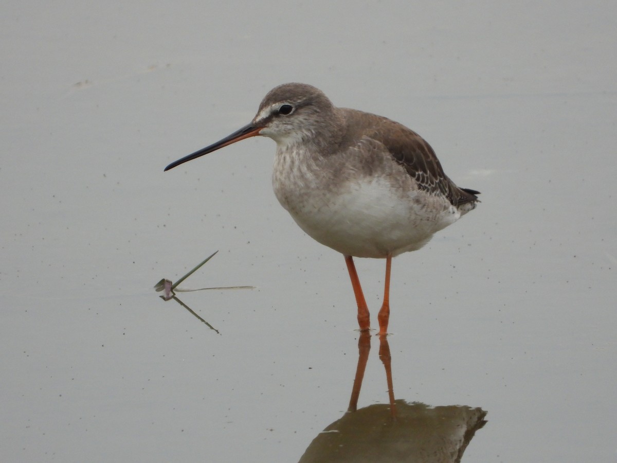 Spotted Redshank - ML285331981