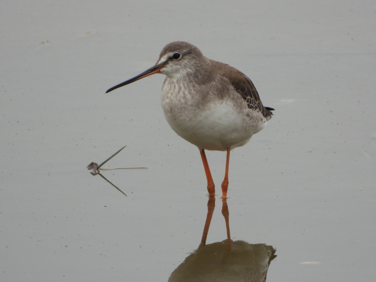 Spotted Redshank - ML285331991