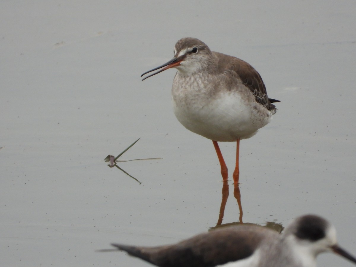 Spotted Redshank - Itay Berger