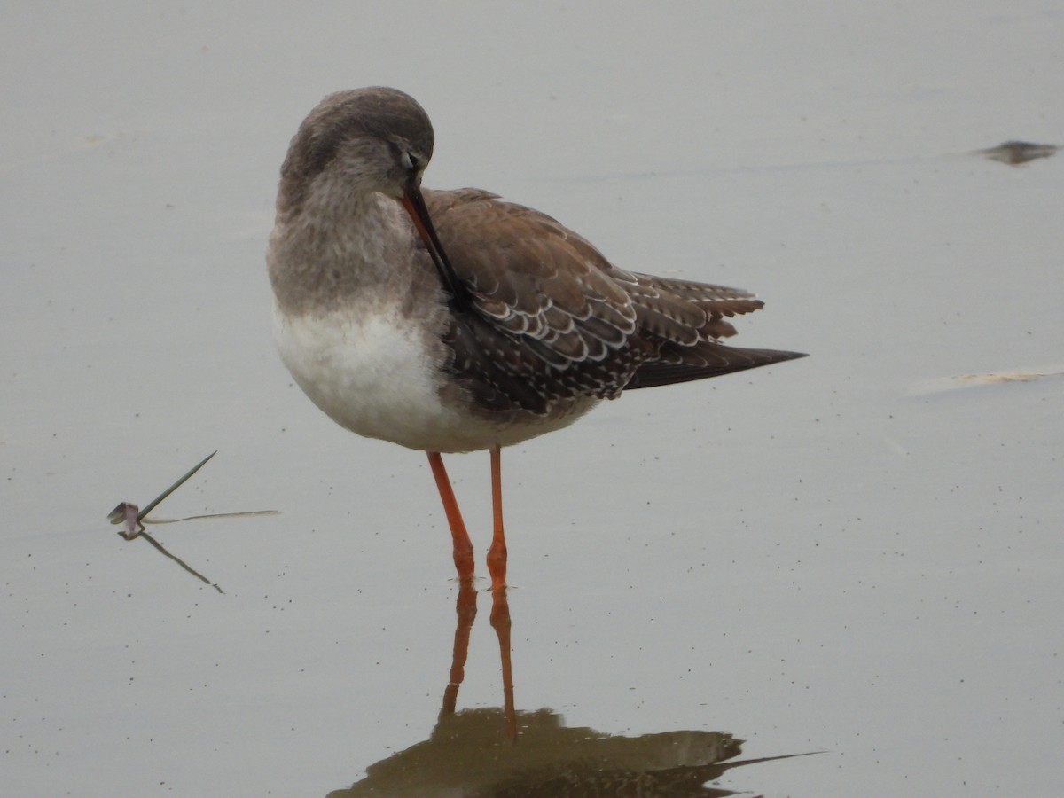 Spotted Redshank - ML285332011