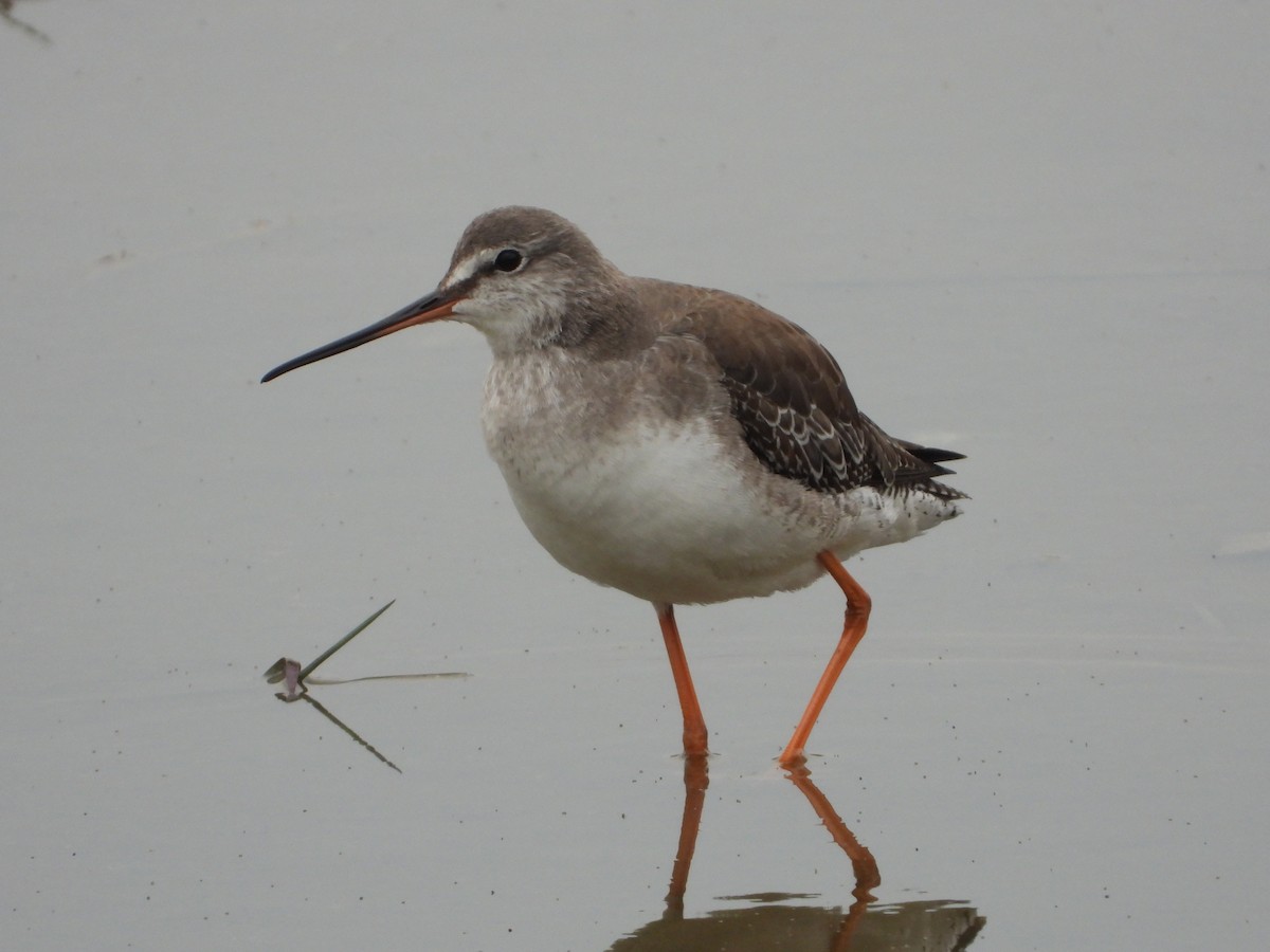 Spotted Redshank - ML285332031