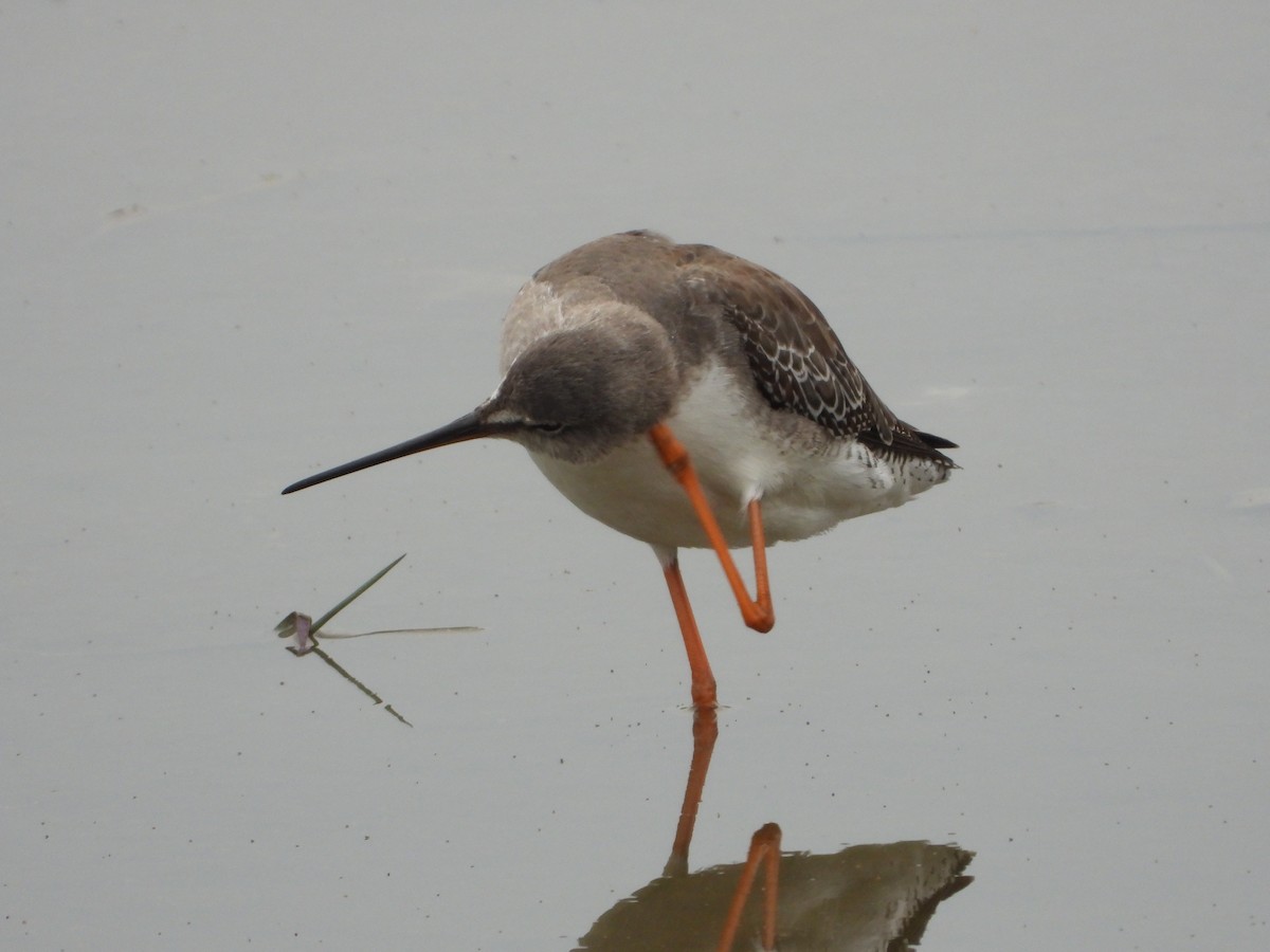 Spotted Redshank - ML285332101