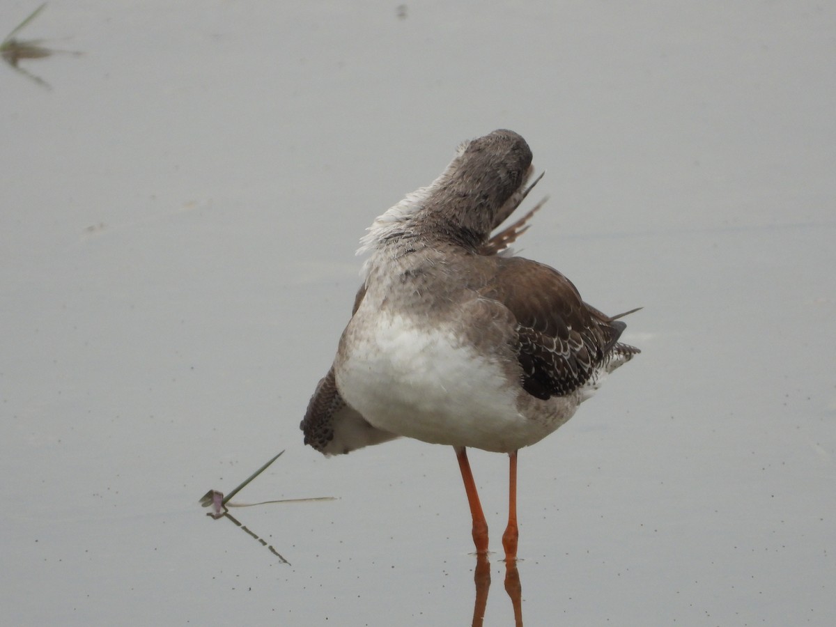 Spotted Redshank - ML285332111