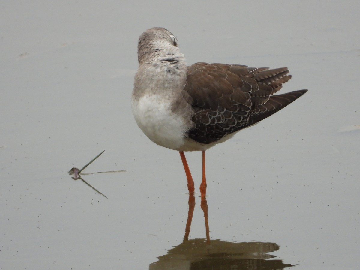 Spotted Redshank - ML285332121