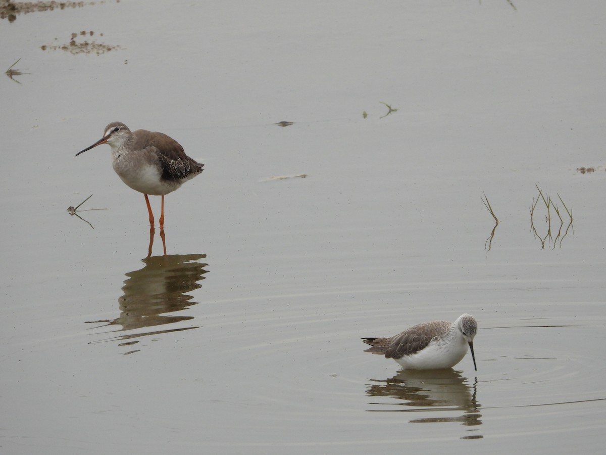 Spotted Redshank - ML285332131