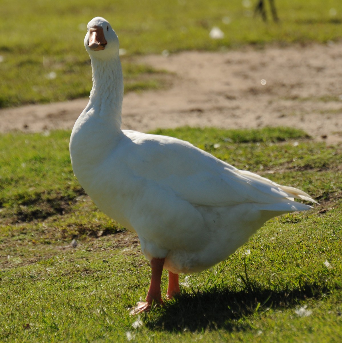 Graylag Goose (Domestic type) - Diana Flora Padron Novoa