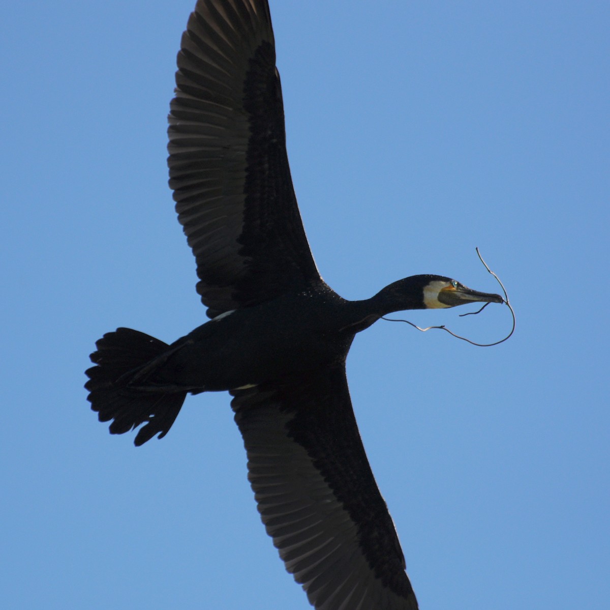 Great Cormorant (Australasian) - Diana Flora Padron Novoa