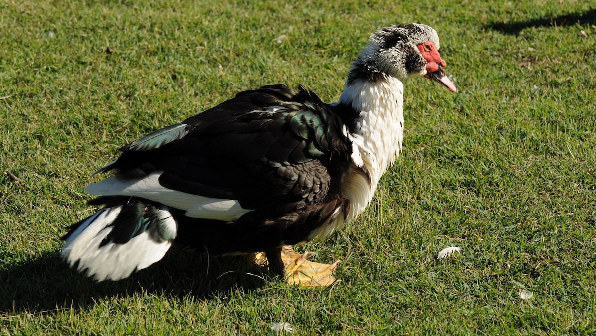 Muscovy Duck (Domestic type) - Diana Flora Padron Novoa