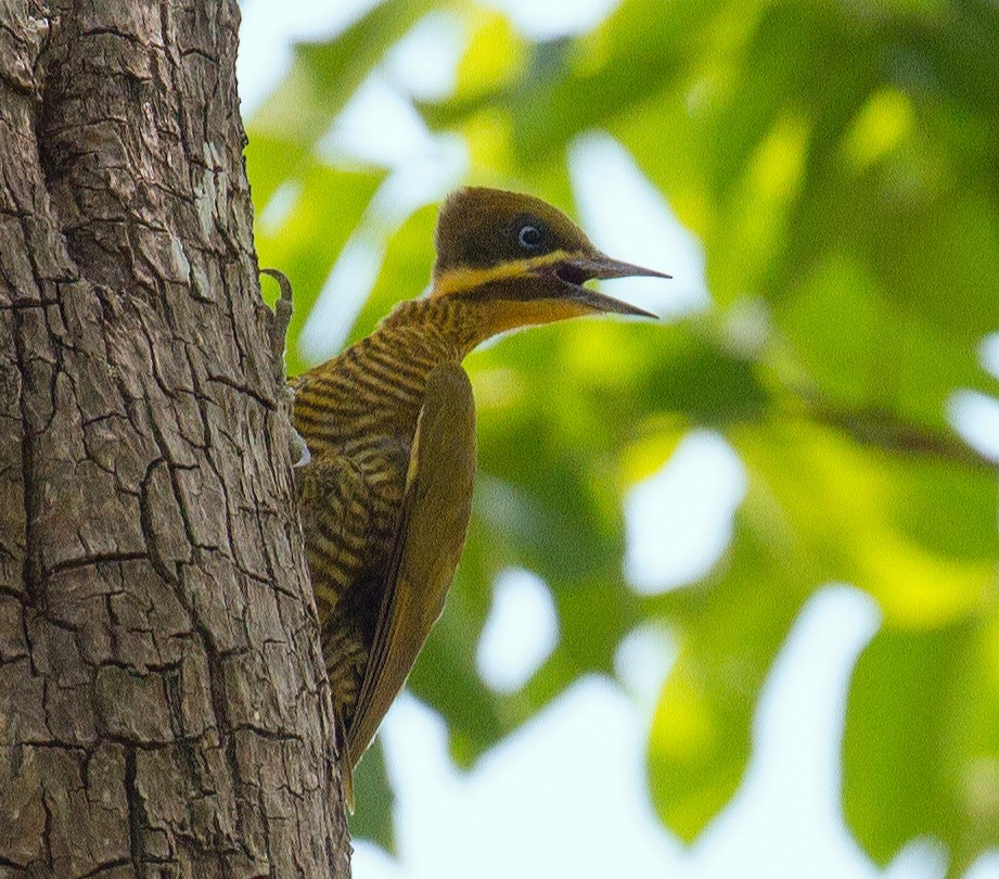 Golden-green Woodpecker - José Martín