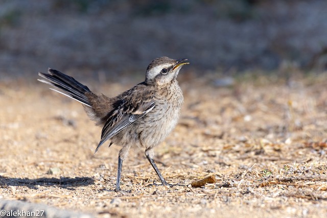 Juvenile Chilean Mockingbird - Chilean Mockingbird - 