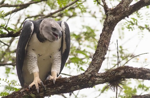 Harpy Eagle - eBird