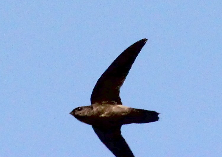 Band-rumped Swift - Elby Anderson A Silva
