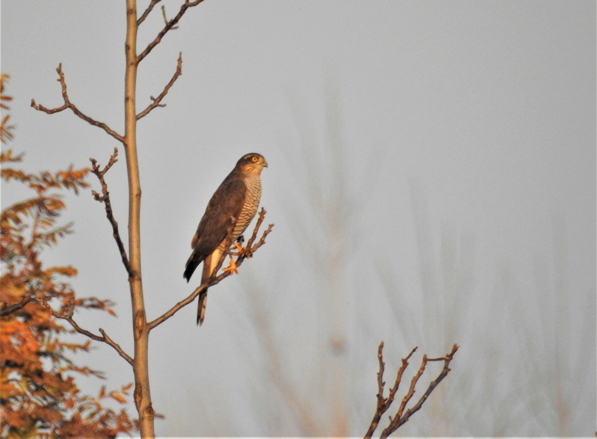 Eurasian Sparrowhawk - ML285354541