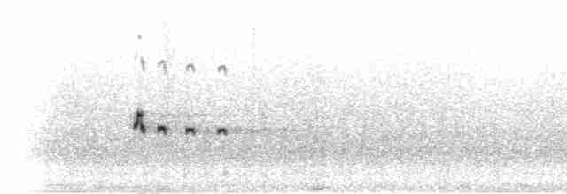 Bec-d'ibis tibétain - ML285357