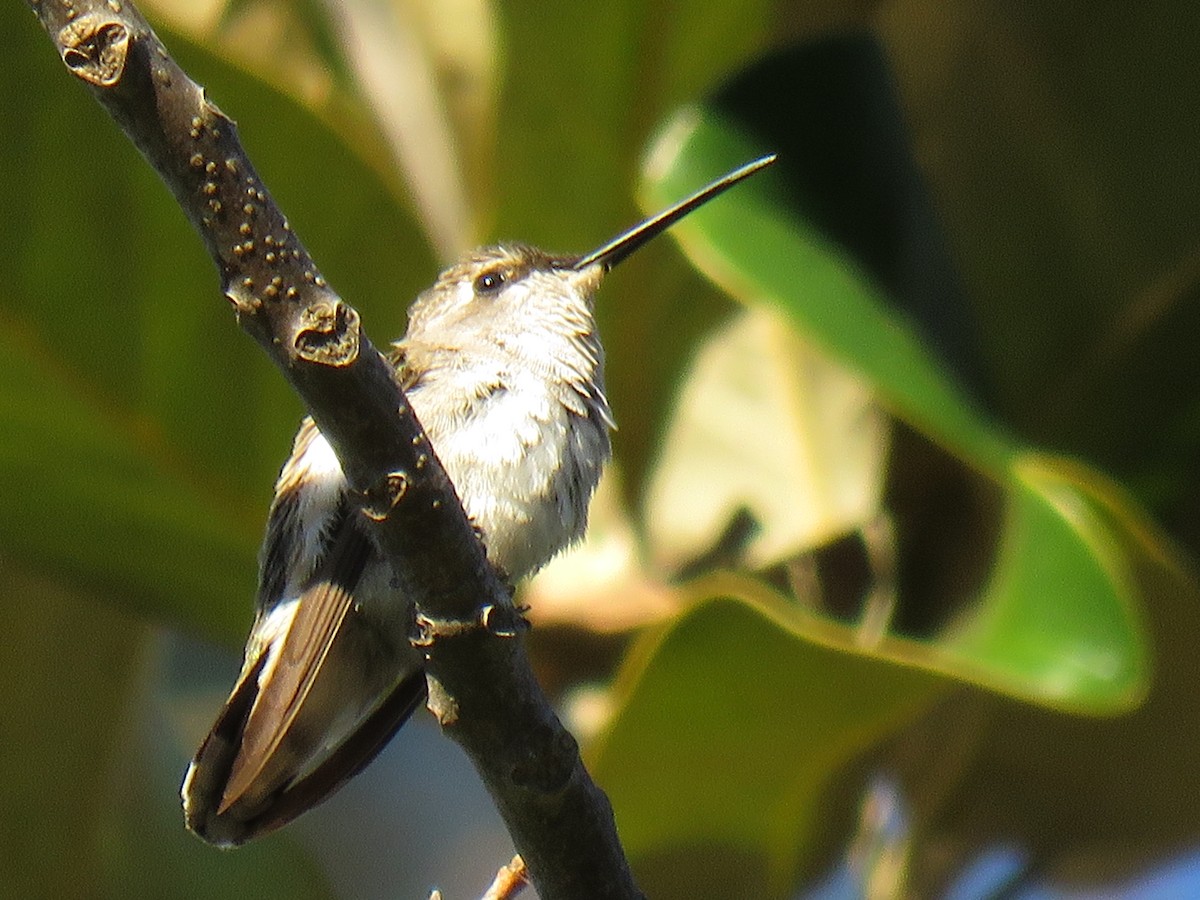 Black-chinned Hummingbird - ML285360551