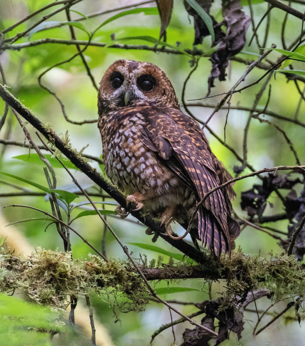 Rufous-banded Owl - ML285372411