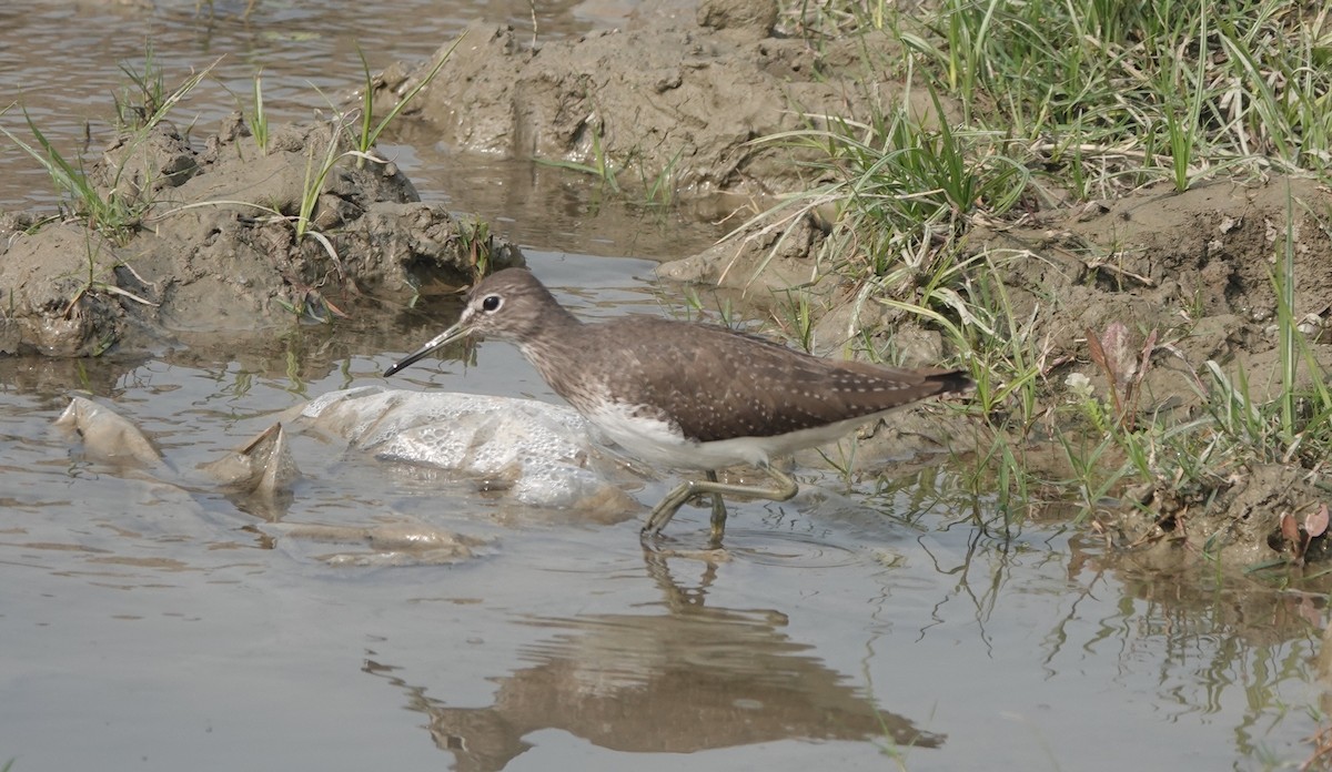 Green Sandpiper - Stray Feather