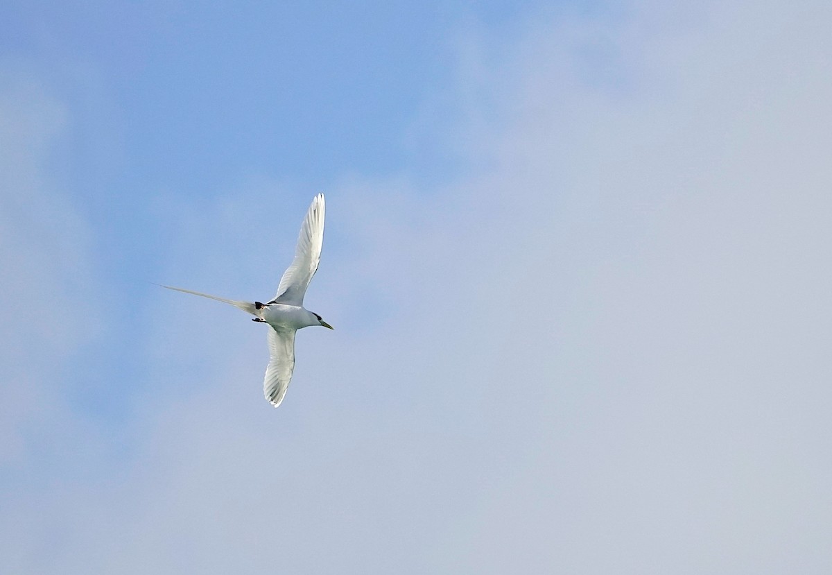 White-tailed Tropicbird - ML285373991