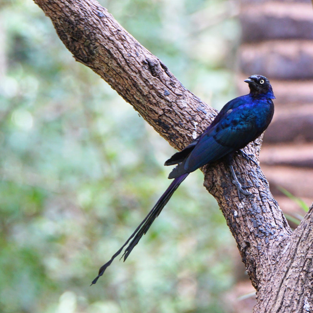 Long-tailed Glossy Starling - ML285377601