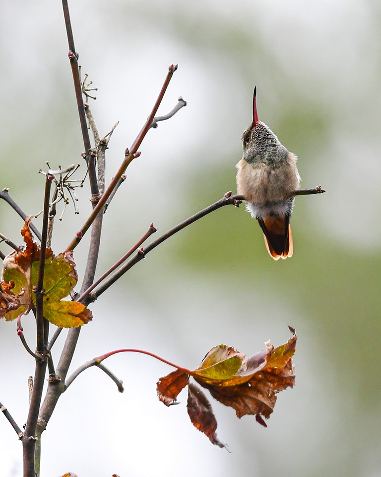 Buff-bellied Hummingbird - ML285378771