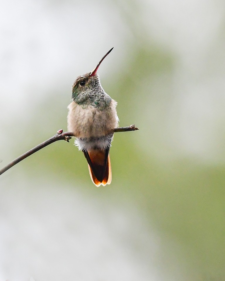 Buff-bellied Hummingbird - ML285378781