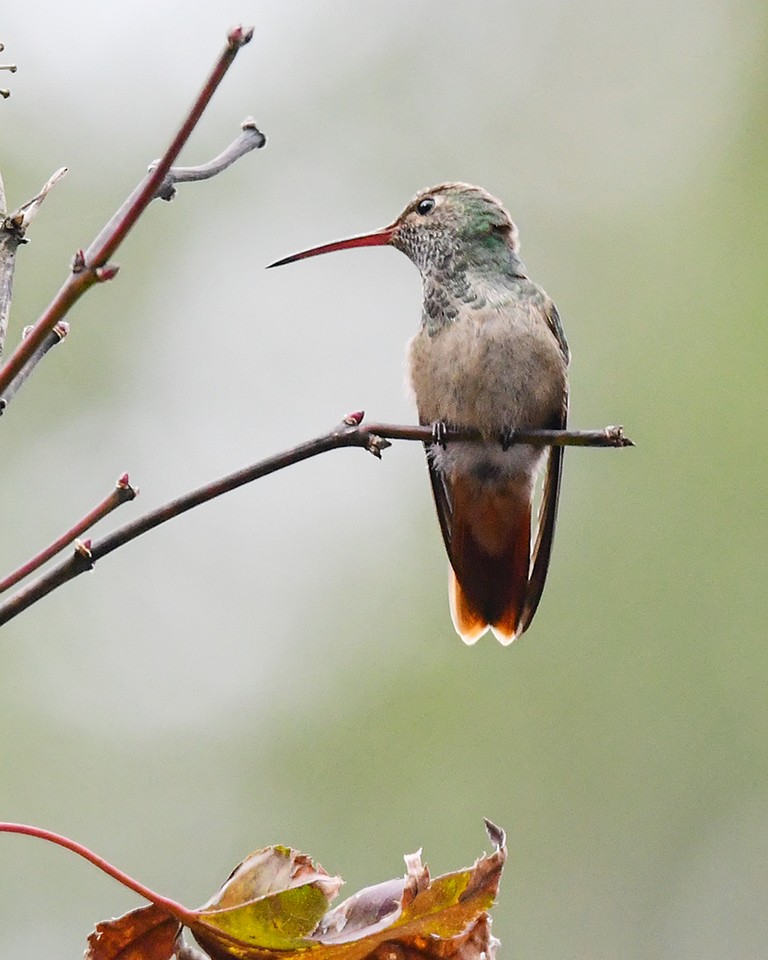Buff-bellied Hummingbird - ML285378801