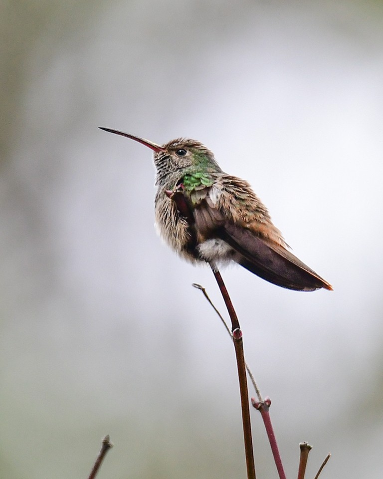 Buff-bellied Hummingbird - ML285378811