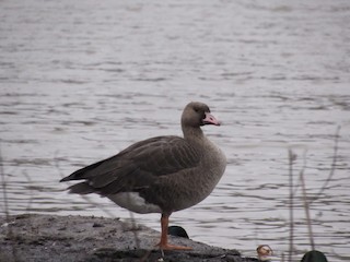 Greater White-fronted Goose, ML285382281