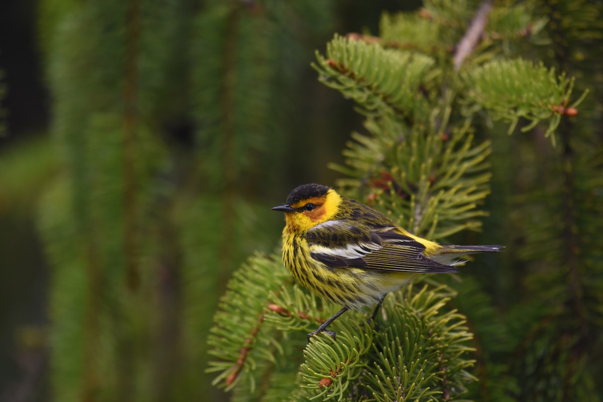Cape May Warbler - ML28538301