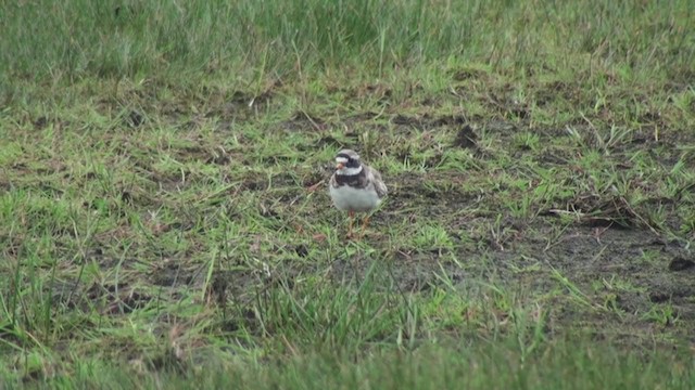 Common Ringed Plover - ML285384201
